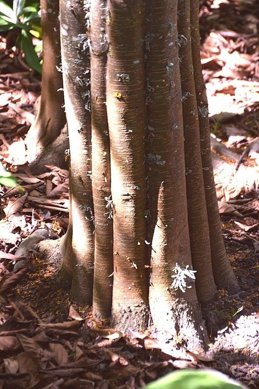 Onde plantar Fotínia beauverdiana (Photinia beauverdiana)_2