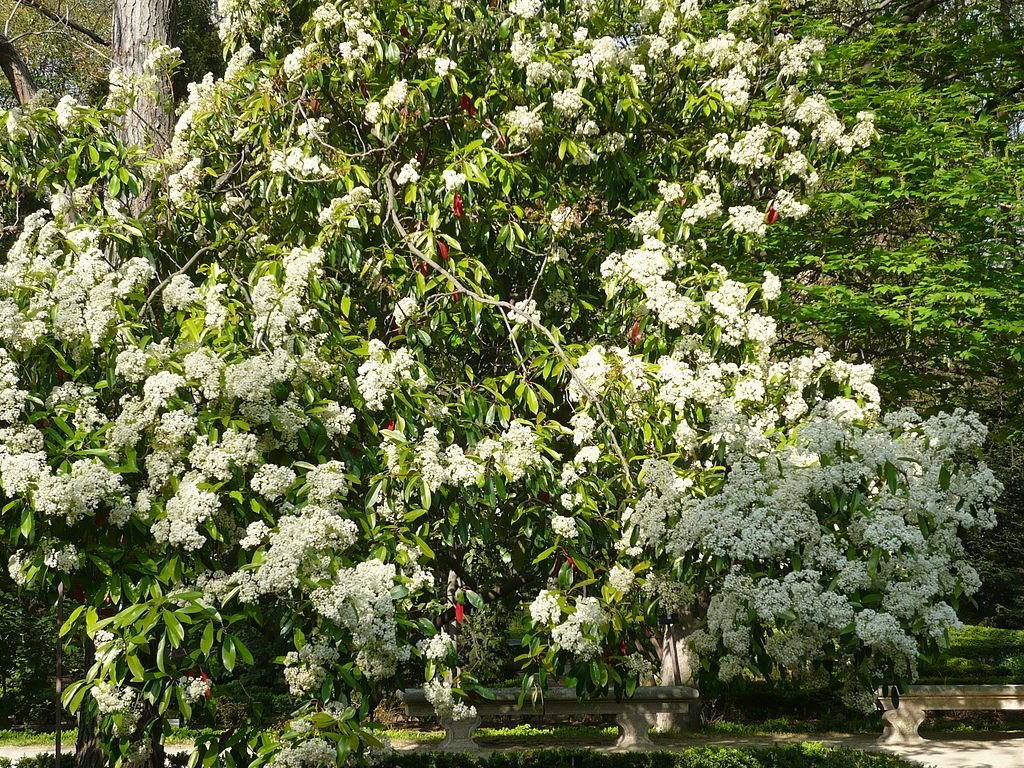 Fotínia chinesa (Photinia serratifolia)
