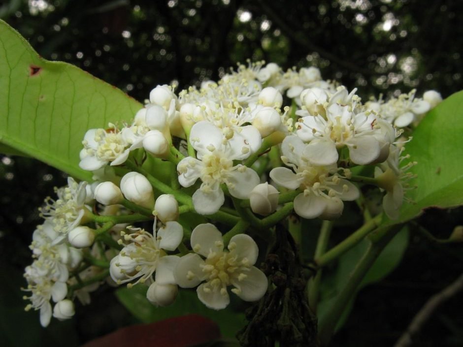 Como plantar Fotínia chinesa (Photinia serratifolia)_1