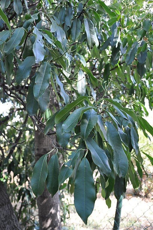 Onde plantar Fotínia chinesa (Photinia serratifolia)_2