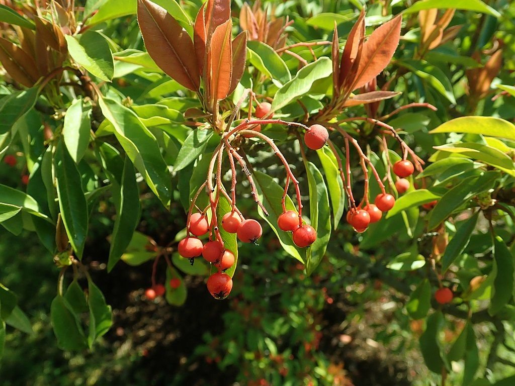 Fotínia de David (Photinia davidiana)