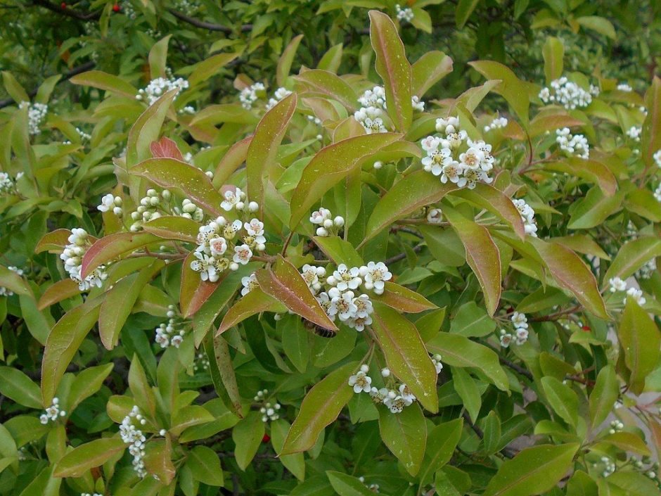 Como plantar Fotínia de David (Photinia davidiana)_1