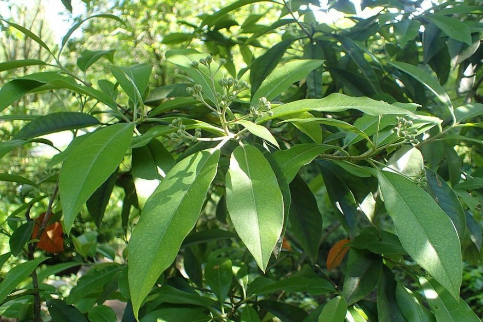 Onde plantar Fotínia de David (Photinia davidiana)_2