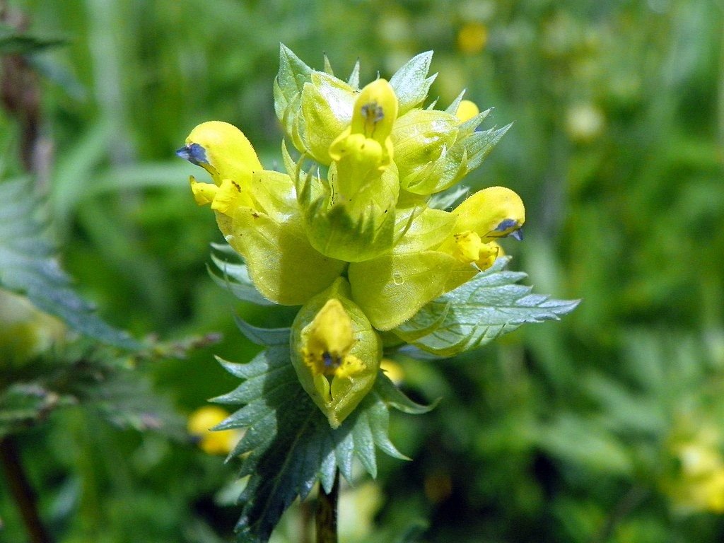 Galocrista (Rhinanthus minor)