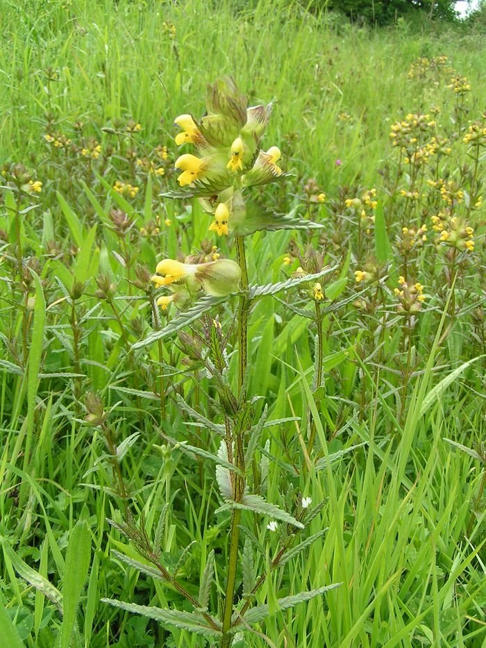 Como plantar Galocrista (Rhinanthus minor)_1