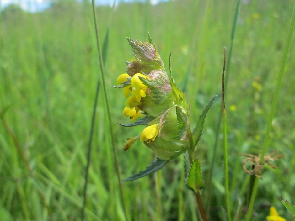 Onde plantar Galocrista (Rhinanthus minor)_2
