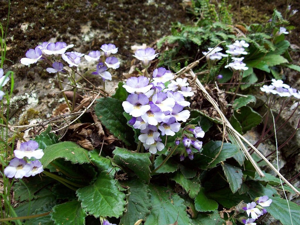 Haberlea rhodopensis (Haberlea rhodopensis)