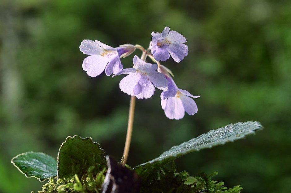 Como plantar Haberlea rhodopensis (Haberlea rhodopensis)_1