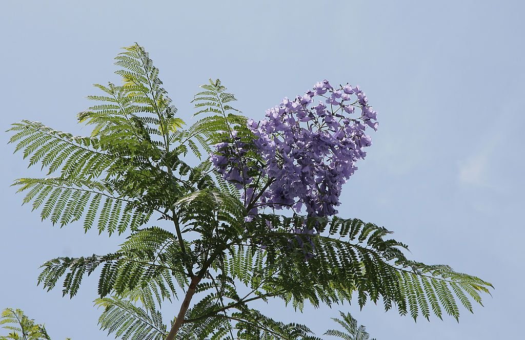 Jacarandá (Jacaranda mimosifolia)