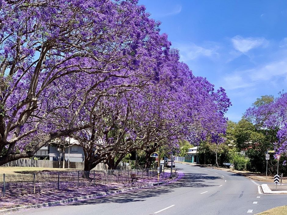 Como plantar Jacarandá (Jacaranda mimosifolia)_1