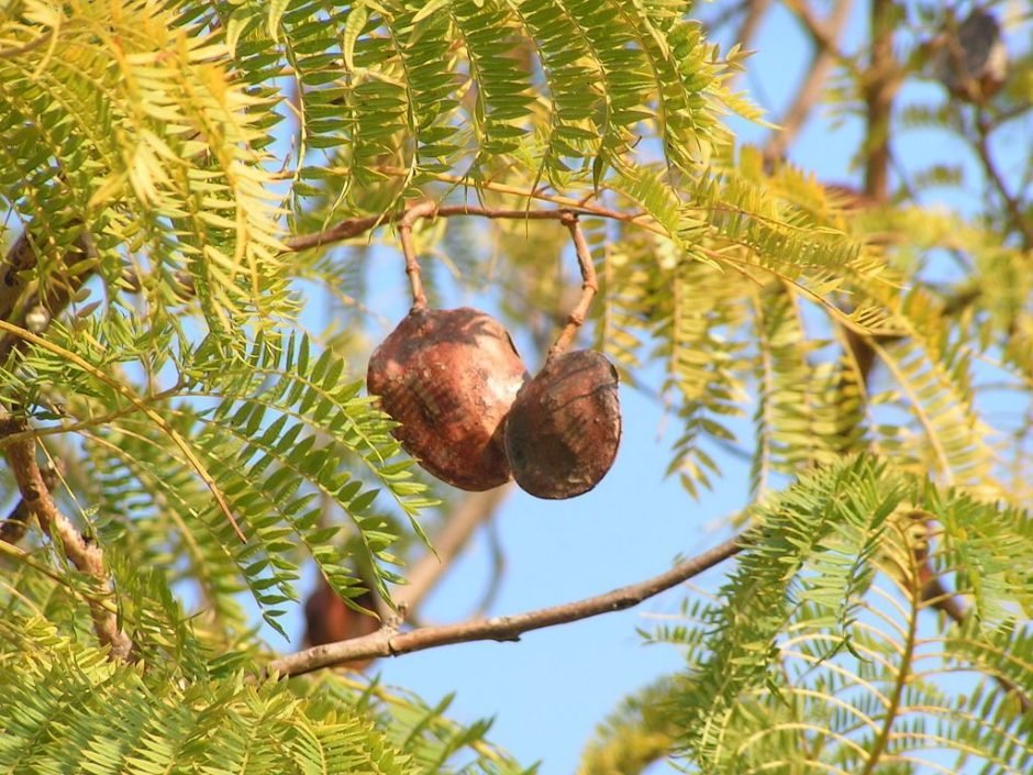 Onde plantar Jacarandá (Jacaranda mimosifolia)_2