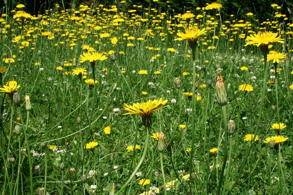 Leituga (Hypochaeris radicata)