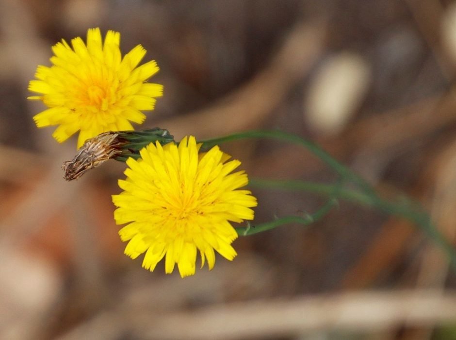 Como plantar Leituga (Hypochaeris radicata)_1