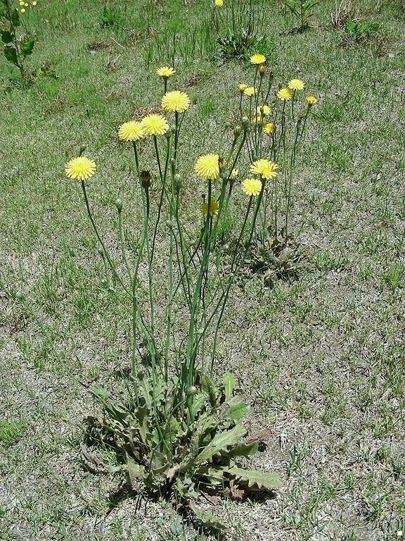 Onde plantar Leituga (Hypochaeris radicata)_2