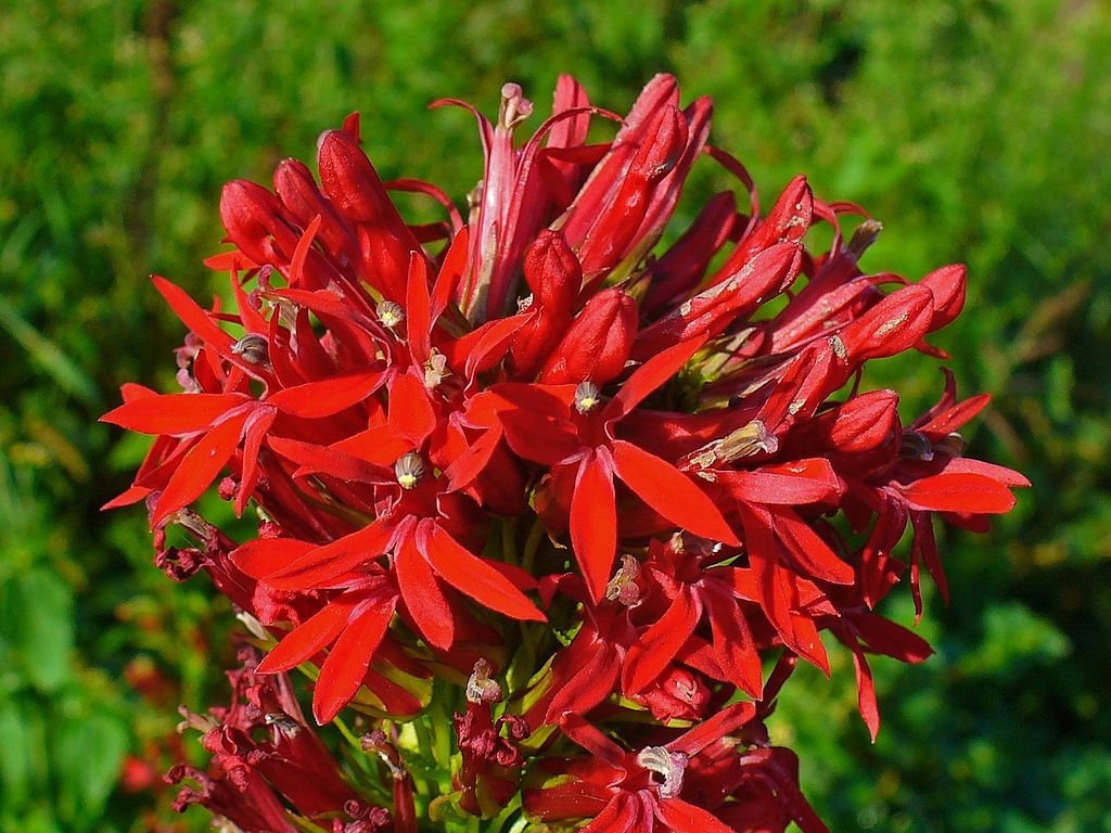 Lobelia cardinalis (Lobelia cardinalis)