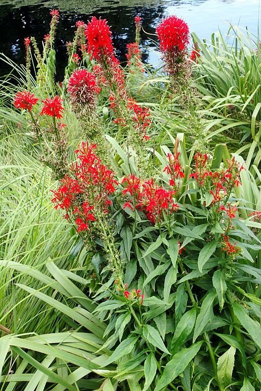Como plantar Lobelia cardinalis (Lobelia cardinalis)_1