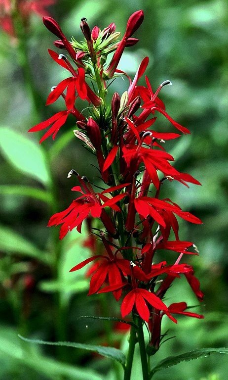 Onde plantar Lobelia cardinalis (Lobelia cardinalis)_2