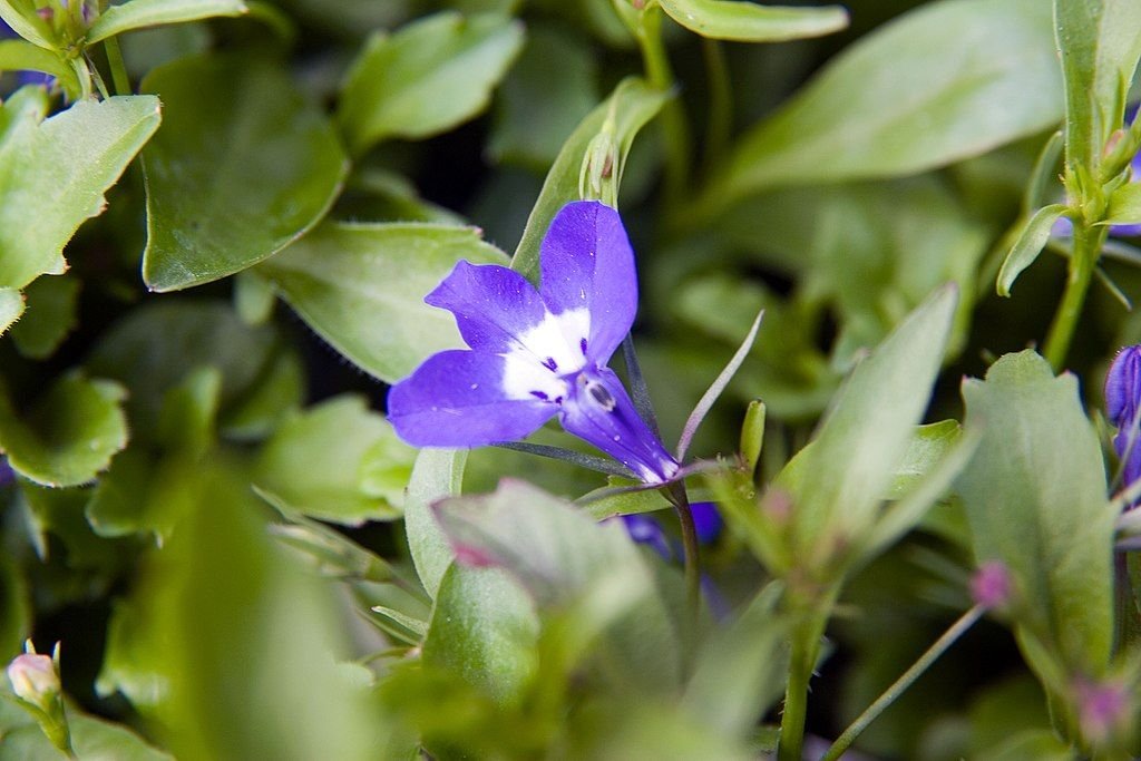 Lobelia erinus 'Riviera Blue Eyes' (Lobelia erinus 'Riviera Blue Eyes')