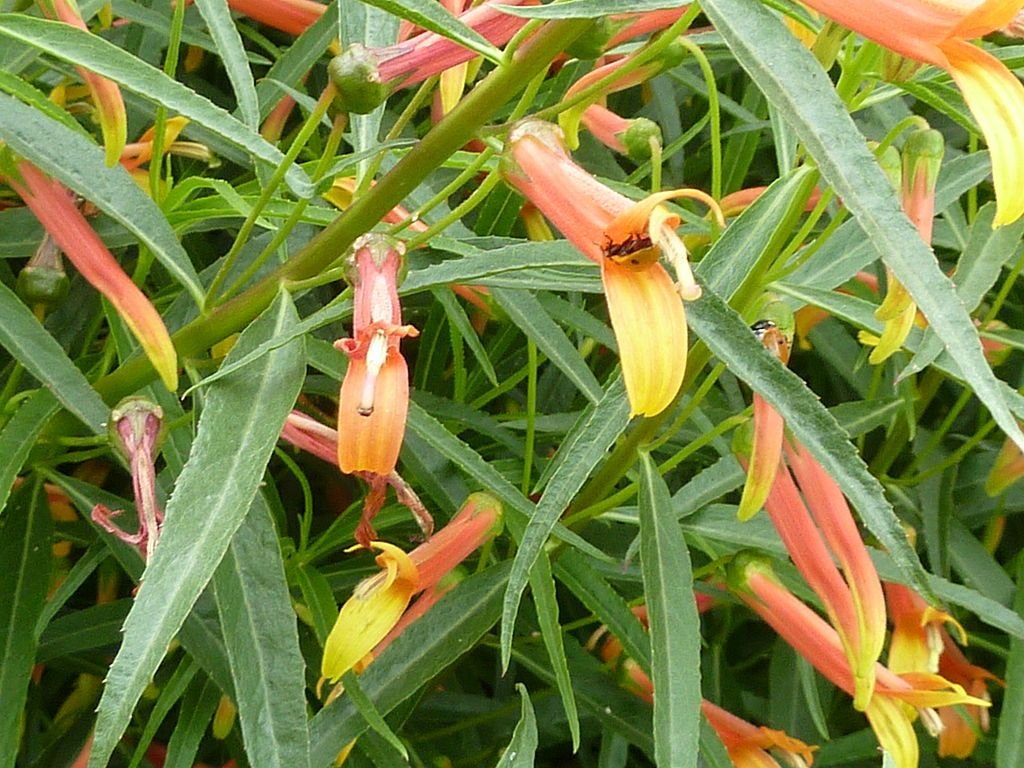 Lobelia laxiflora var. angustifolia (Lobelia laxiflora var. angustifolia)