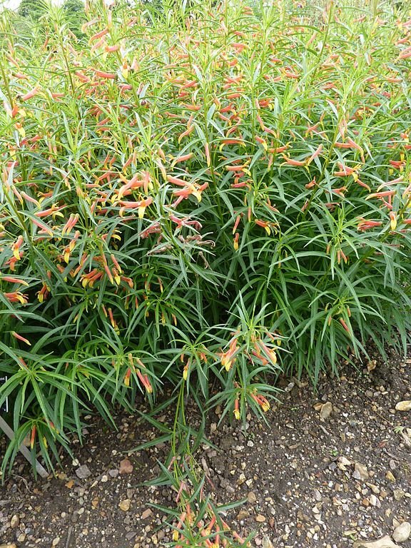 Como plantar Lobelia laxiflora var. angustifolia (Lobelia laxiflora var. angustifolia)_1
