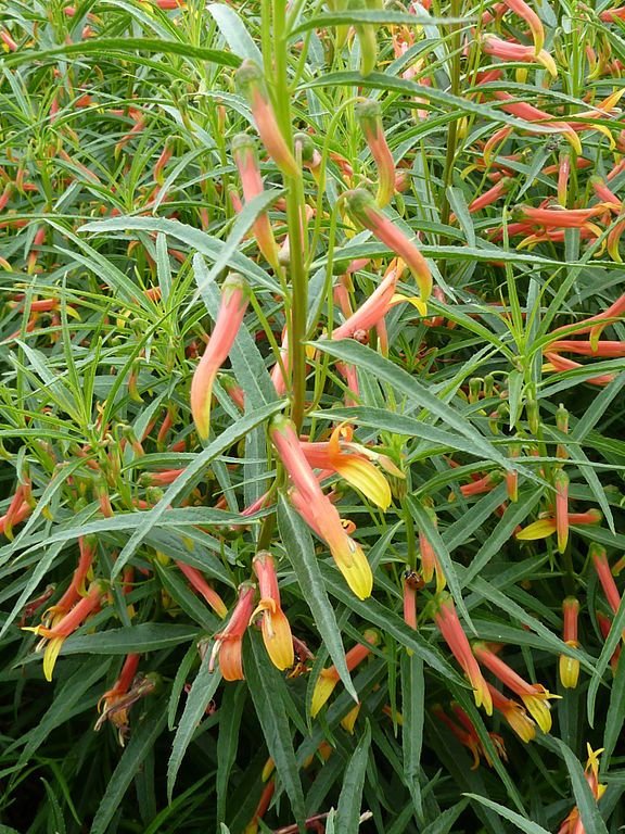 Onde plantar Lobelia laxiflora var. angustifolia (Lobelia laxiflora var. angustifolia)_2