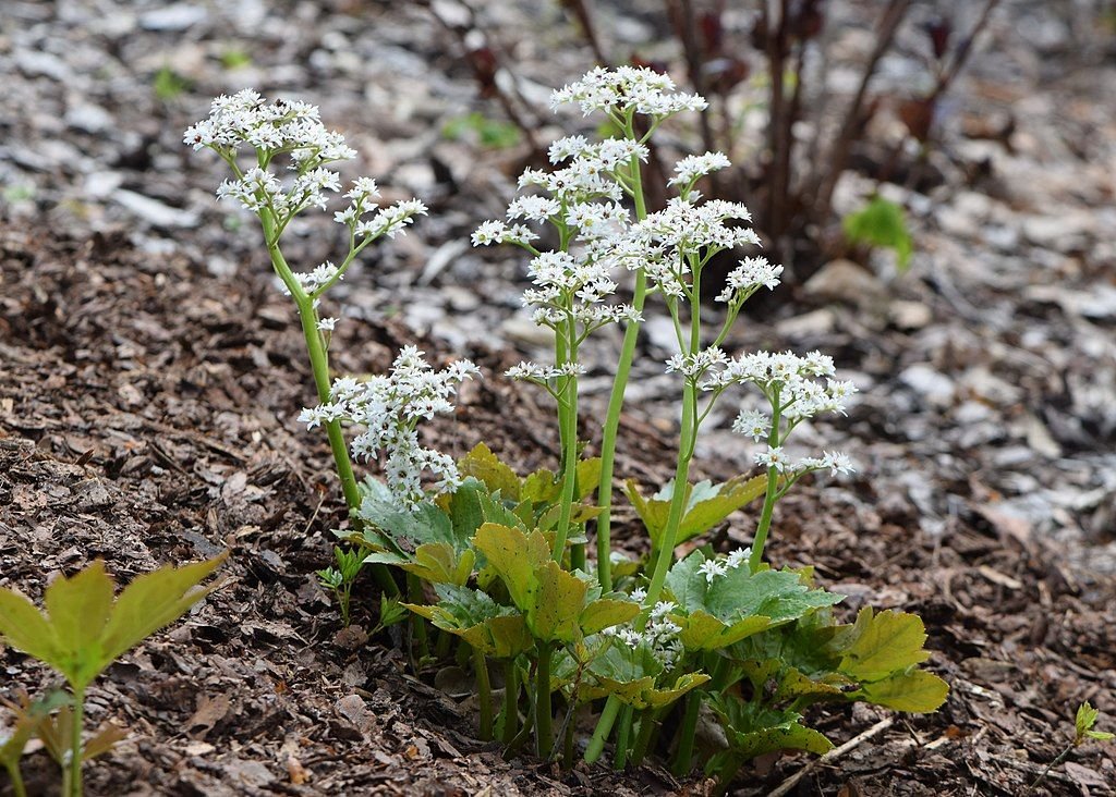Mukdenia rossii (Mukdenia rossii)