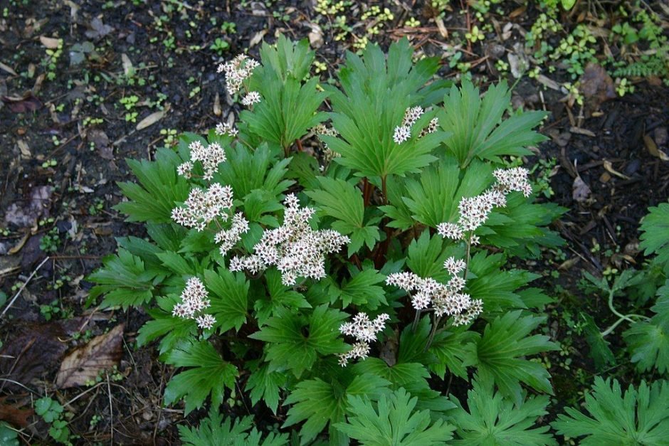 Como plantar Mukdenia rossii (Mukdenia rossii)_1