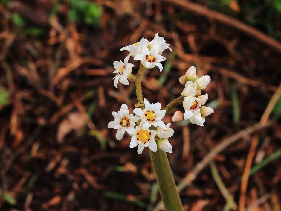Onde plantar Mukdenia rossii (Mukdenia rossii)_2