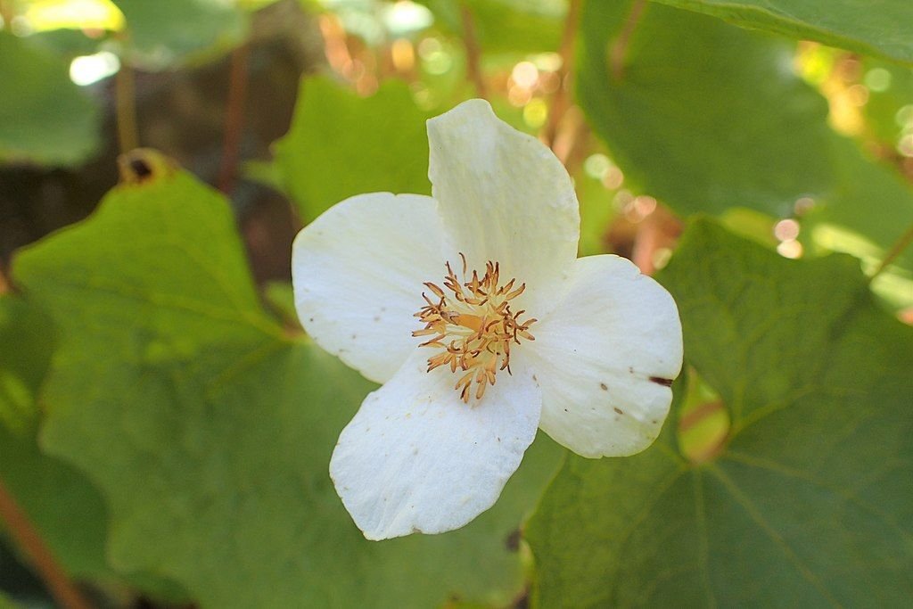 Papoila de neve (Eomecon chionantha)