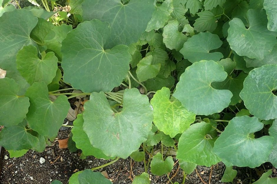 Como plantar Papoila de neve (Eomecon chionantha)_1