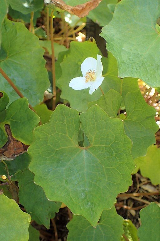 Onde plantar Papoila de neve (Eomecon chionantha)_2