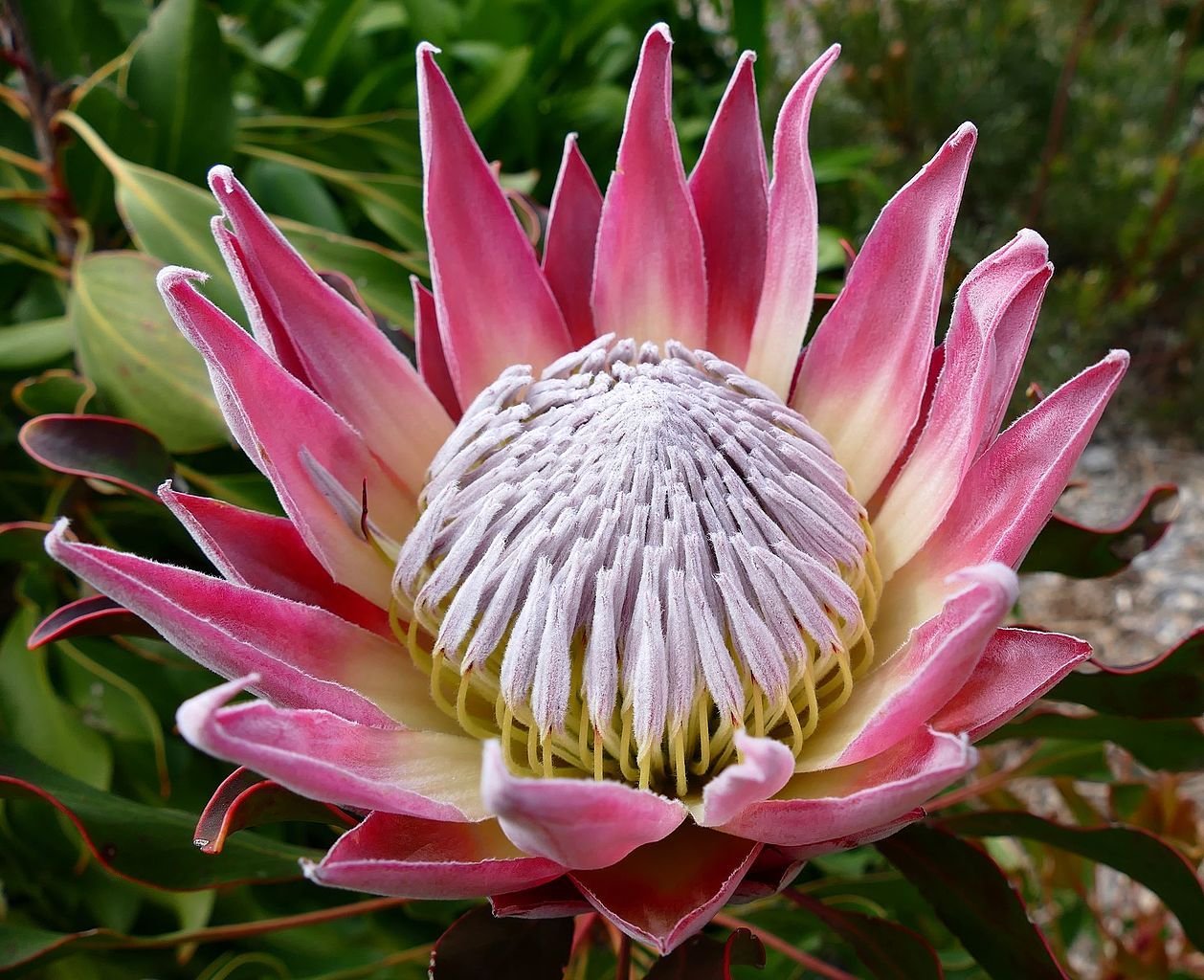 Prótea-rei (Protea cynaroides)