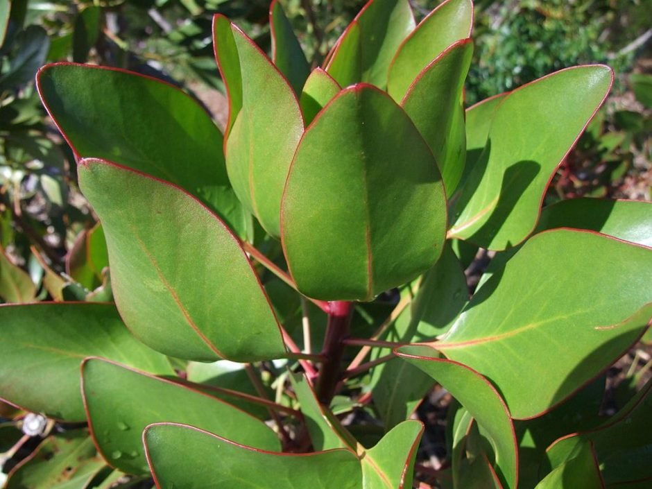 Como plantar Prótea-rei (Protea cynaroides)_1