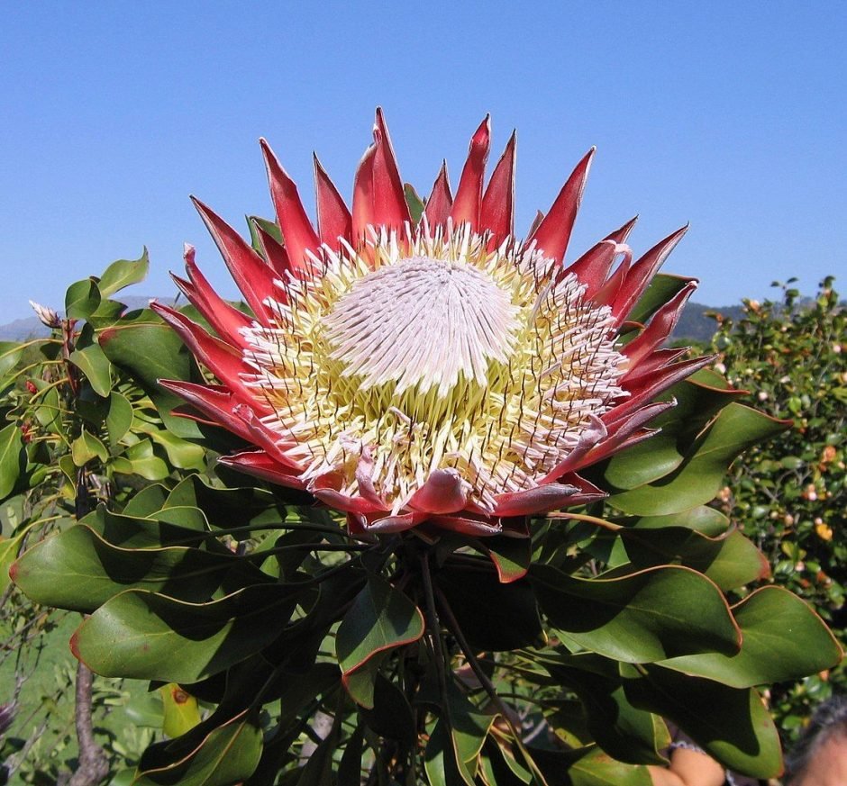 Onde plantar Prótea-rei (Protea cynaroides)_2
