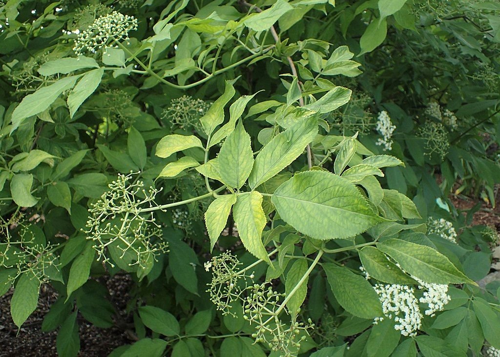 Sabugueiro 'Aurea' (Sambucus nigra 'Aurea')