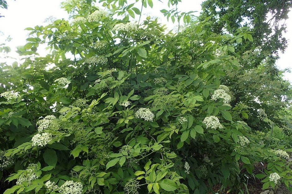 Como plantar Sabugueiro 'Aurea' (Sambucus nigra 'Aurea')_1