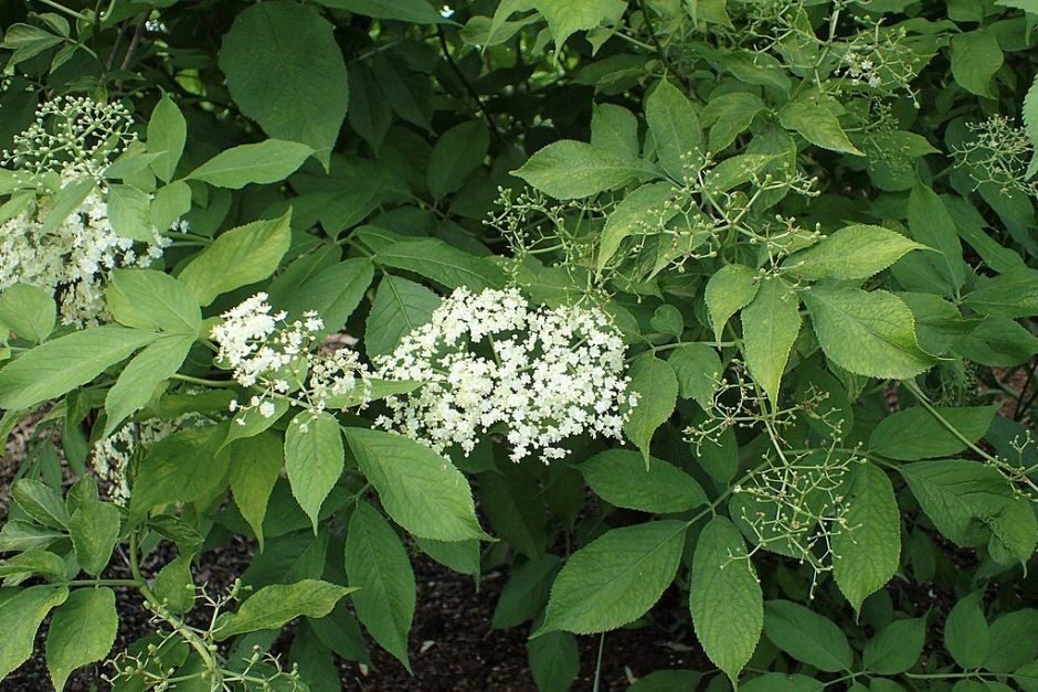 Onde plantar Sabugueiro 'Aurea' (Sambucus nigra 'Aurea')_2