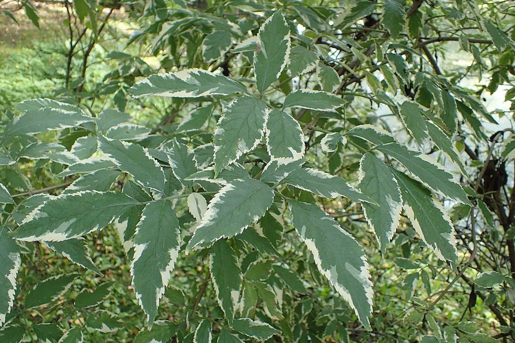 Sabugueiro 'Aureomarginata' (Sambucus nigra 'Aureomarginata')