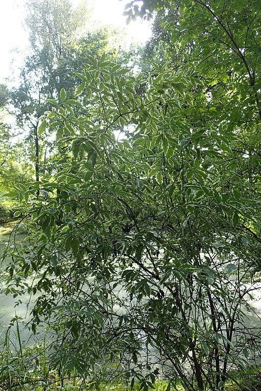 Como plantar Sabugueiro 'Aureomarginata' (Sambucus nigra 'Aureomarginata')_1