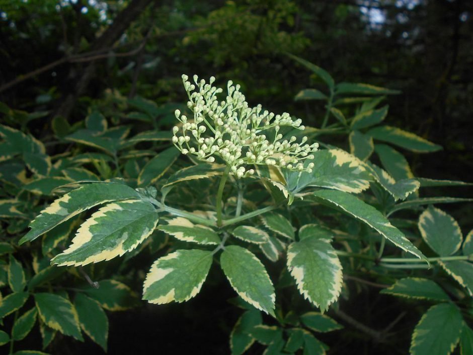Onde plantar Sabugueiro 'Aureomarginata' (Sambucus nigra 'Aureomarginata')_2