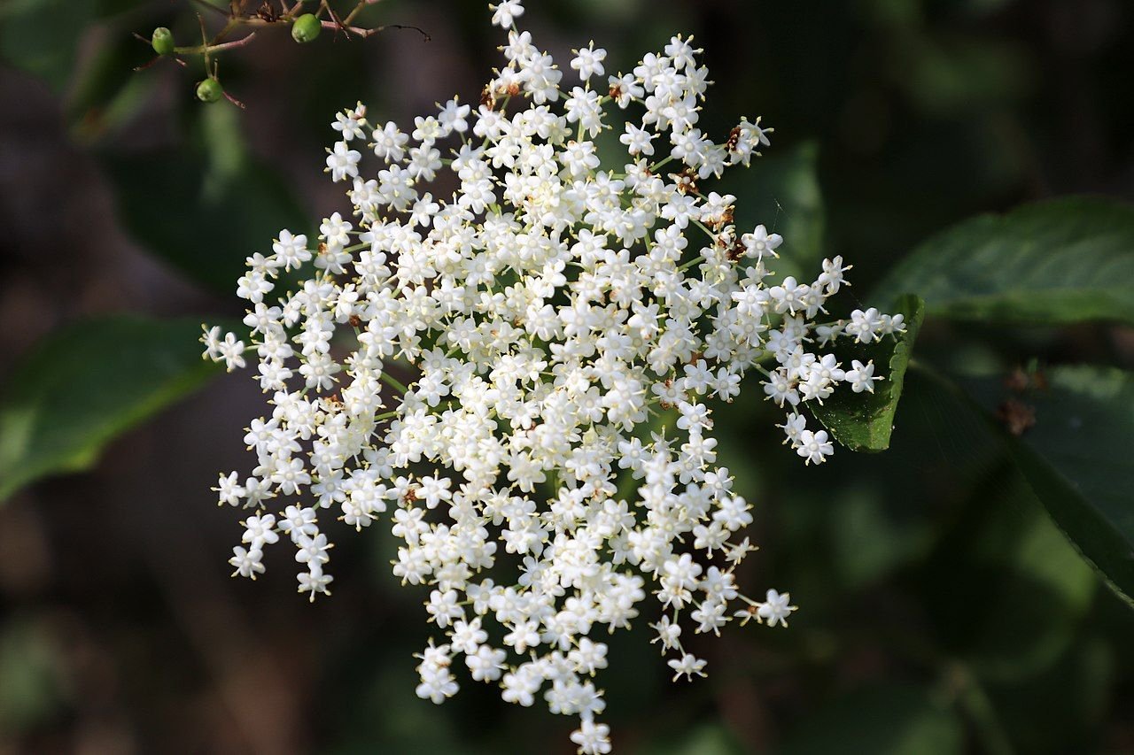Sabugueiro (Sambucus nigra)