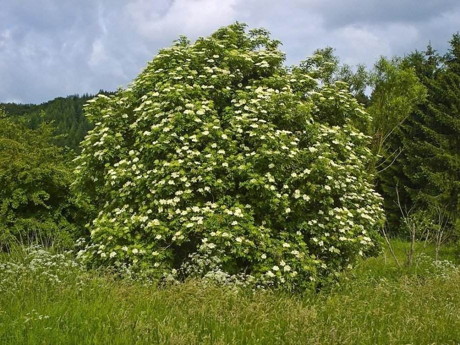 Como plantar Sabugueiro (Sambucus nigra)_1