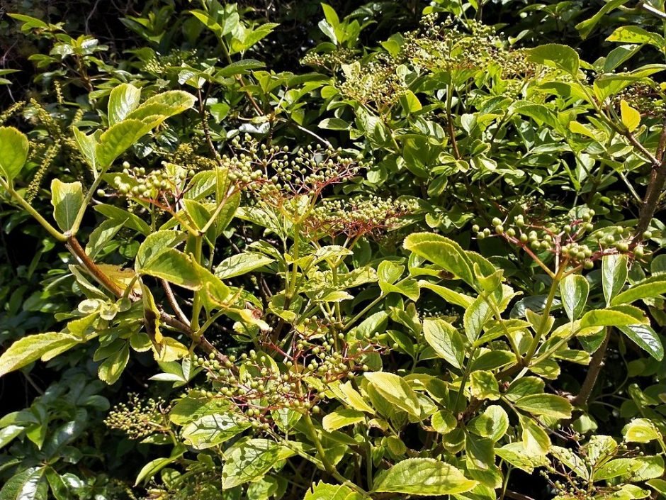 Onde plantar Sabugueiro (Sambucus nigra)_2