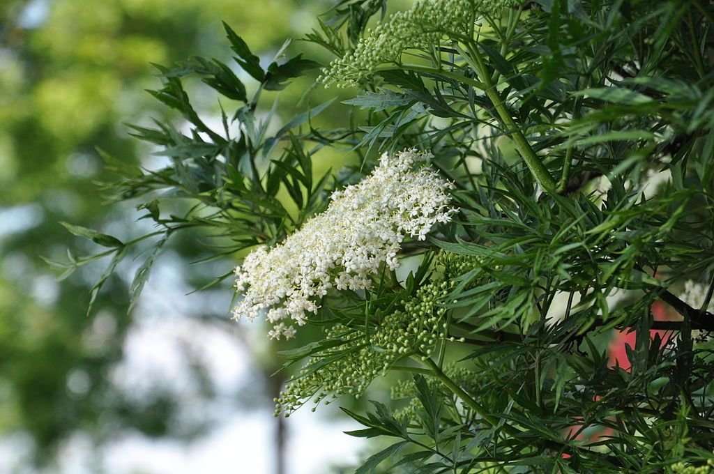 Sabugueiro lancelado (Sambucus nigra f. laciniata)