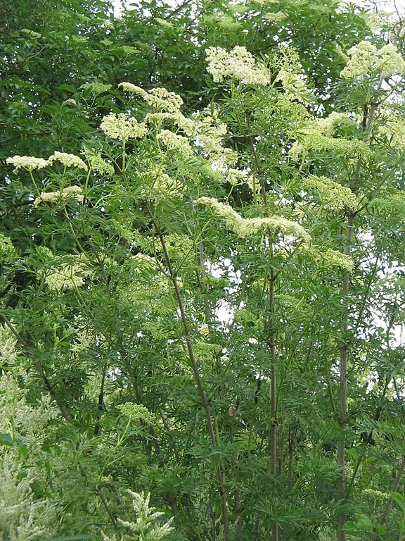 Como plantar Sabugueiro lancelado (Sambucus nigra f. laciniata)_1