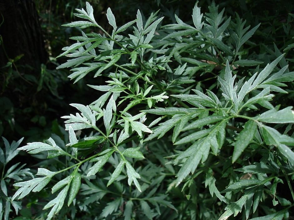 Onde plantar Sabugueiro lancelado (Sambucus nigra f. laciniata)_2