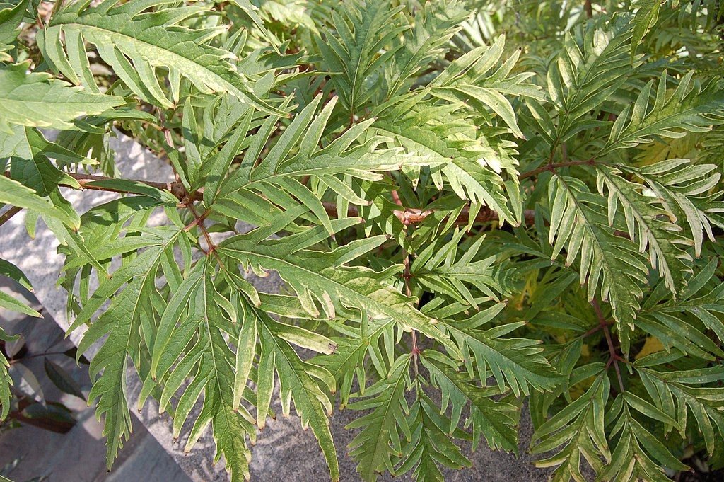 Sabugueiro vermelho 'Sutherland Gold' (Sambucus racemosa 'Sutherland Gold')