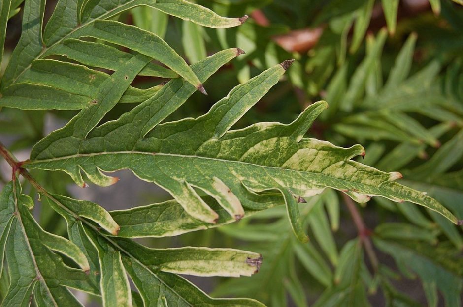 Como plantar Sabugueiro vermelho 'Sutherland Gold' (Sambucus racemosa 'Sutherland Gold')_1