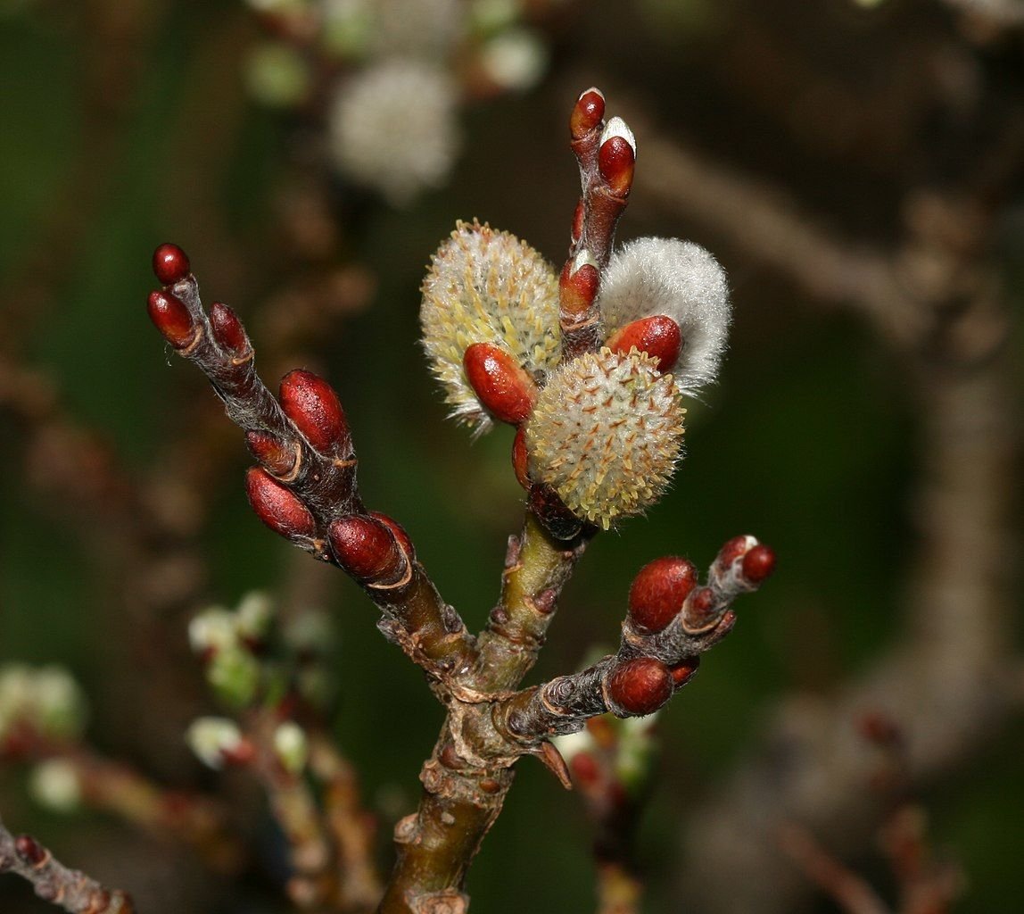 Salgueiro 'Boydii' (Salix 'Boydii')
