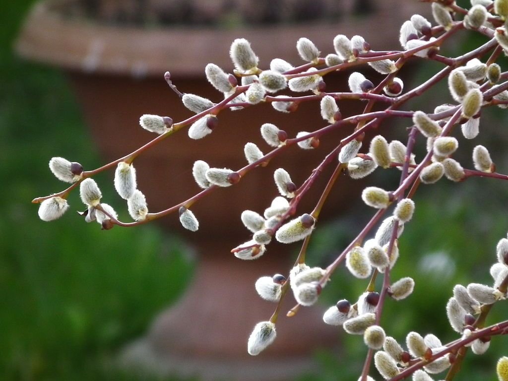 Salgueiro 'Kilmarnock' (Salix caprea 'Kilmarnock')